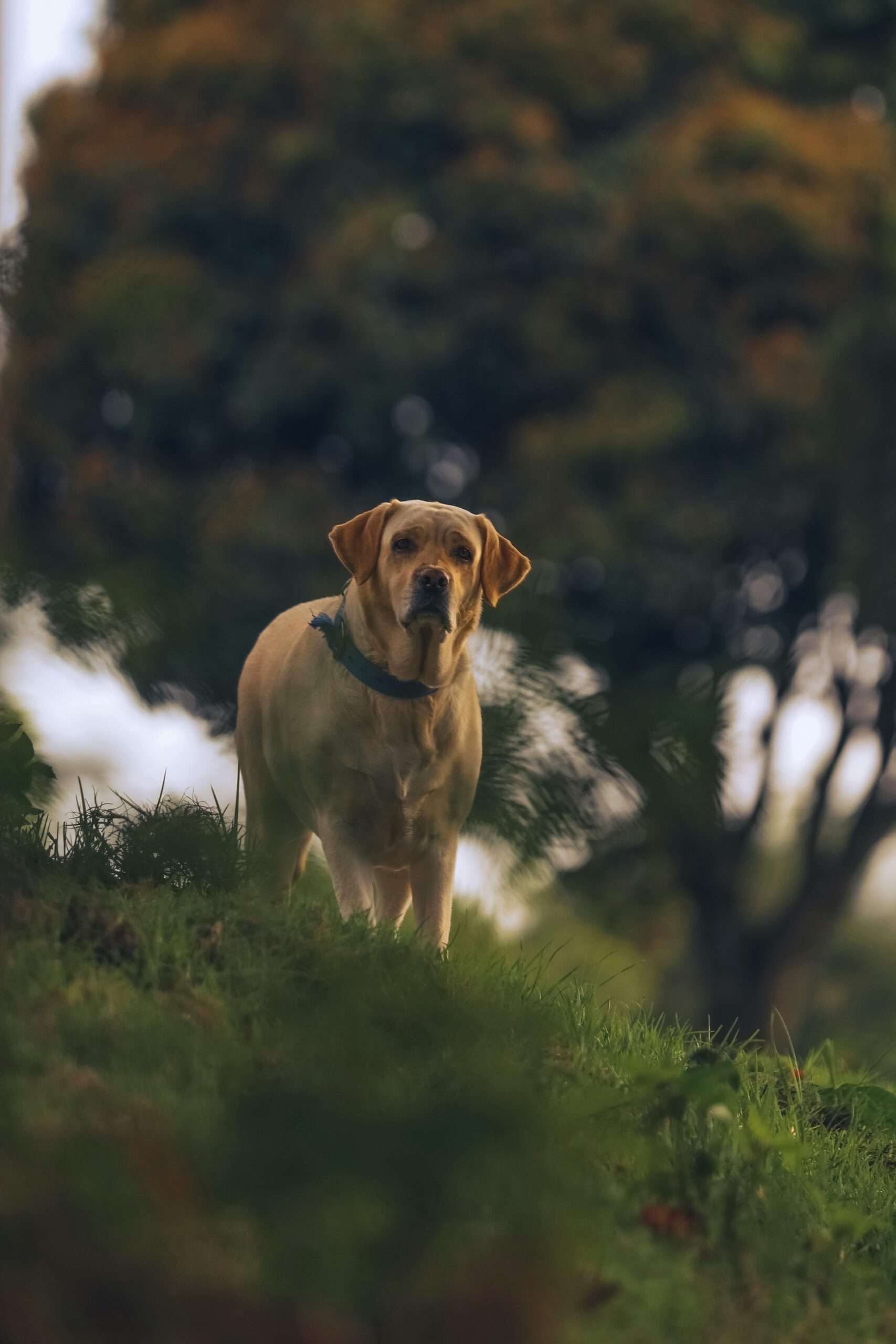 How a Pet Trust Can Protect Your Furry Family Members